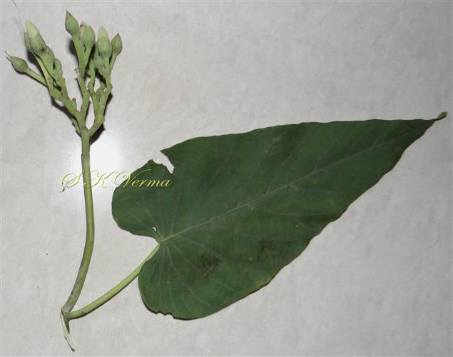  Inflorescence in leaf axil